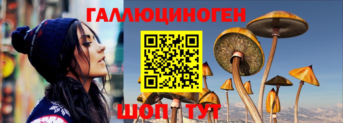 Псилоцибиновые грибы Cubensis Шелехов